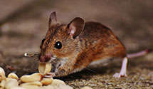 24 Hour & Emergency Exterminators in Plateau City, CO